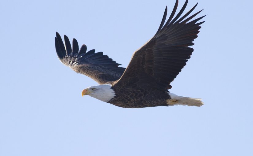 Isaías 40:31 Levanta tus alas como las águilas