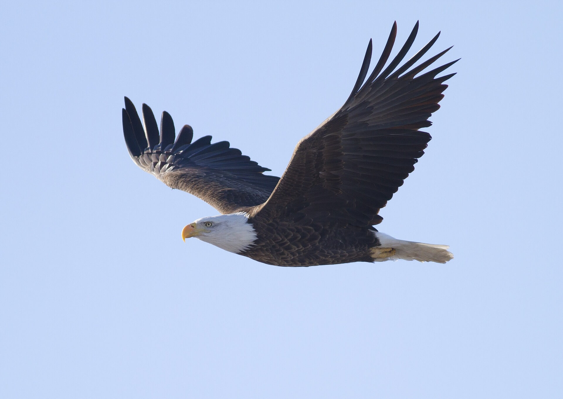 Isaías 40:31 Levanta tus alas como las águilas - Frases Bíblicas